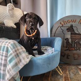 Orange Collar - Black Great Dane puppy in Alton, Illinois from Show Me Great Danes
