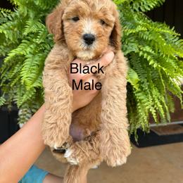 Boy 2 - Apricot male Goldendoodle puppy in Lineville, Alabama from Dogwood Doodles of Alabama
