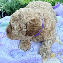 Poodle Puppies from Pet Guardian Smart Kennels, LLC