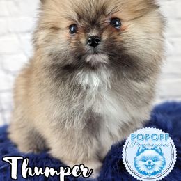 Pomeranian Puppies from Pop Off Pomeranians
