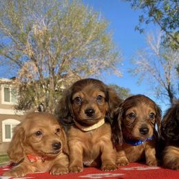 Dachshund Puppies from Mini Doxies R Us