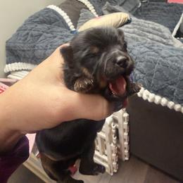 Stella - Black and gold female Yorkshire Terrier puppy in Winston Salem, North Carolina from Patty’s Paws
