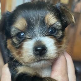 Yorkshire Terriers from Shay Yorkies
