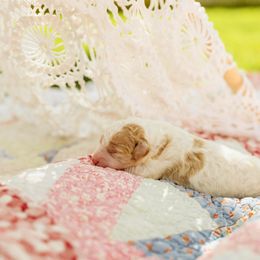 Poodle Puppies from Setting the Standard Poodles