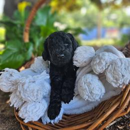 Girl 6 - female Poodle puppy in Columbia, South Carolina from Tommy Jones