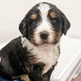 Red - Tri-color male Bernedoodle puppy in Marne, Michigan from MI Doodles