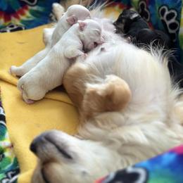 Chihuahua Puppies from Wild Mountain Chihuahuas