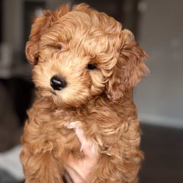 Goldendoodle puppies from With Love Golden Doodles