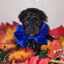 DALLAS - Black male Maltipoo puppy in Palmdale, California from J Designer Puppies