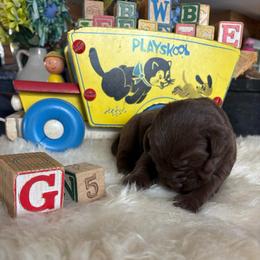 Baby girl 5 - Chocolate female Labrador Retriever puppy in Brandywine, Maryland from QVR Labradors and Leonbergers