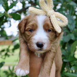 Lemon - Red  female Goldendoodle puppy in Comanche, Texas from Central Texas Doodles, LLC.