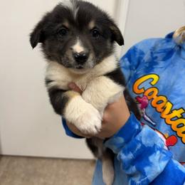 Wrangler - Black and tan male Pembroke Welsh Corgi puppy in Aberdeen, Washington from Coastal country Farms