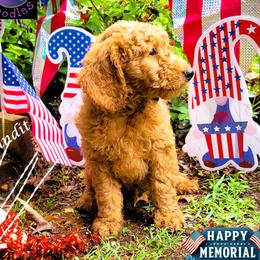 Bandit - Red  male Goldendoodle puppy in Greer, South Carolina from South Paw Doodles