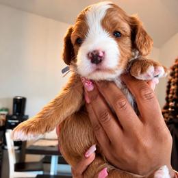 Amber - Red female Bernedoodle puppy in Glendale, Arizona from CocoLove Doodles