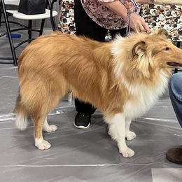 "Xilan-Zadre " Basset Hound and Collie All Grown Up from Collegiate Bassets and Rheign Collies