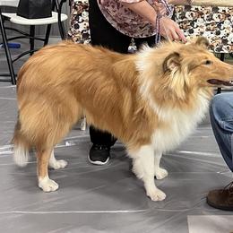 "Xilan-Zadre " Basset Hound and Collie All Grown Up from Collegiate Bassets and Rheign Collies