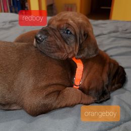 Redbone Coonhound Puppies from Dark Trail Redbones