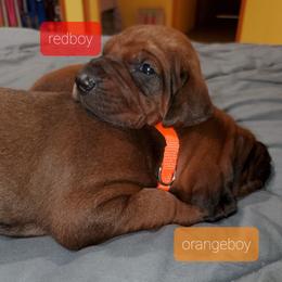 Redbone Coonhound Puppies from Dark Trail Redbones