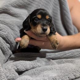 Ham Hock - Black and tan female Dachshund puppy in Spring Hope, North Carolina from Hogan’s Lowrider Hounds