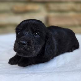 Kai - Black and cream female Dachshund puppy in Eldon, Missouri from Pure Joy Dachshunds