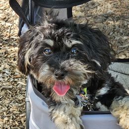 Misty - Maltipoo
