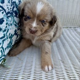Custard - female Toy Australian Shepherd puppy in Medical Lake, Washington from MAS Gone Rogue