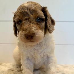 Green Collar - Merle male Goldendoodle puppy in San Augustine, Texas from Vintage Doodles