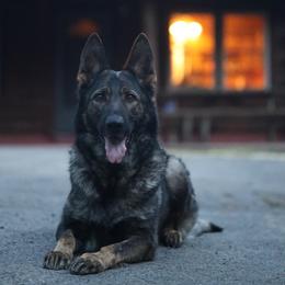 Kalypsó - German Shepherd