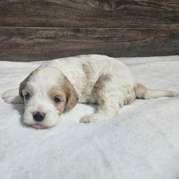 Luke - White male Cavapoo puppy in South Jordan, Utah from Lucky Doodle Pups