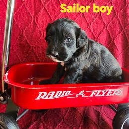 Sailor - Black and white male Portuguese Water Dog puppy in Narvon, Pennsylvania from Prized Family Porties