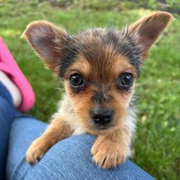 Bernie - Blue and gold male Yorkshire Terrier puppy in Festus, Missouri from Impeccable Pups