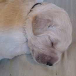 "Piper's baby (Golden Retriever)" Goldendoodle, Golden Retriever, and Sheepadoodle Puppies from Guppy Puppies
