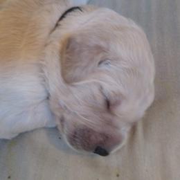 "Piper's baby (Golden Retriever)" Goldendoodle, Golden Retriever, and Sheepadoodle Puppies from Guppy Puppies