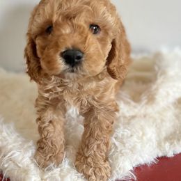 Cavapoo Puppies from Freckles Family Cavapoos