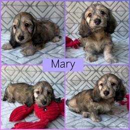 Cream Brindle Dapple Silky Wire - Pet Only - 3500 - Mary - Cream female Dachshund puppy in Pauls Valley, Oklahoma from Simply Happy Dachshunds