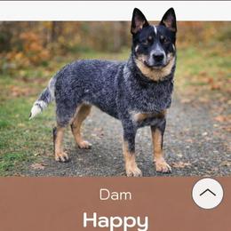 HAPPY - Australian Cattle Dog