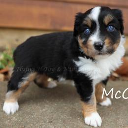 McCoy - Blue merle male Toy Australian Shepherd puppy in Godley, Texas from Flying H Toy and Mini Aussies