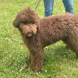 Goldendoodle, Labradoodle, Poodle, and Saint Berdoodle Puppies from Dent’s Doodles