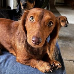 Molly - Dachshund