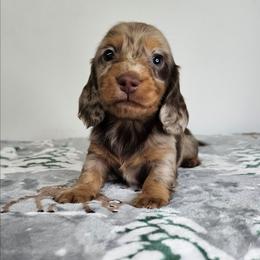 Chocolate and tan dapple male (big spots) - Dapple male Dachshund puppy in Belle Rive, Illinois from Akin's Miniature Dachshunds, LLC