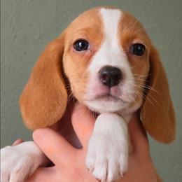Butterscotch - Lemon male Beagle puppy in Lake City, Florida from Sunkissed Beagles