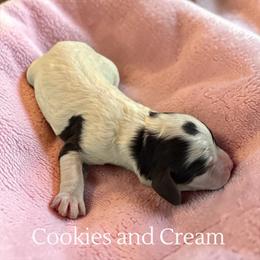 Cookies and Cream - Brown roan female Cockapoo puppy in Ellenburg Center, New York from Kristin's Puppies