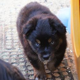 Winton - Black tri-color male Australian Shepherd puppy in Sonoita, Arizona from Gardner Canyon Kennels