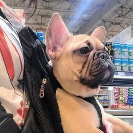 Princess - Fawn French Bulldog puppy in Las Vegas, Nevada from Aloha Paradise Kennel