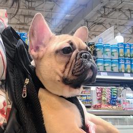 Princess - Fawn French Bulldog puppy in Las Vegas, Nevada from Aloha Paradise Kennel
