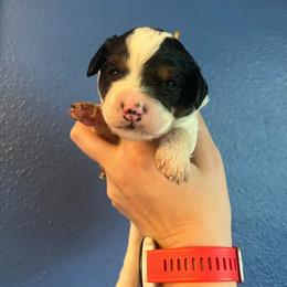 Toadette-Teal - Tri-color female Bernedoodle puppy in Casper, Wyoming from 307 Doodles
