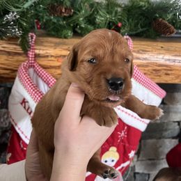 Orange - Golden male Golden Retriever puppy in La Salle County, Illinois from UpSouth Golden Retrievers
