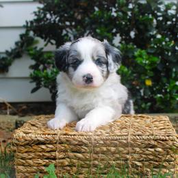 Colt - Blue merle male Australian Shepherd puppy in Mocksville, North Carolina from Trailblazing Aussies