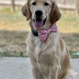 Golden Retriever Puppies from Morgan’s Heart of Gold Retrievers