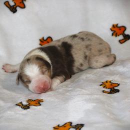 Cody - Red merle male Australian Shepherd puppy in Mocksville, North Carolina from Trailblazing Aussies
